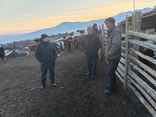 Завершение зимовки скота в Эрзинском районе на особом контроле