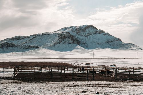 Минсельхозпрод Тувы: «Зимовка скота проходит в штатном режиме»