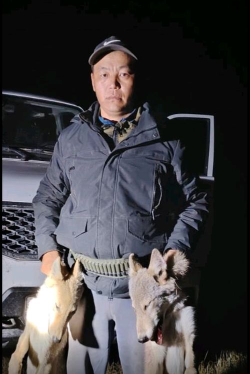 В Туве охотник застрелил двух хищников, которые держали в страхе сельских жителей в Берт-Даге