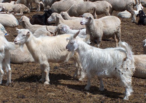 Тува занимает 5 место по численности мелкого рогатого скота