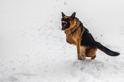 Житель Кызыла спустил собаку на судебных приставов