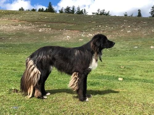 В России официально появилась новая порода — Тувинская собака