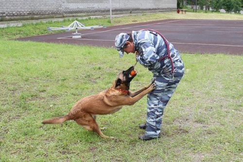 Сегодня - День кинологических подразделений МВД России