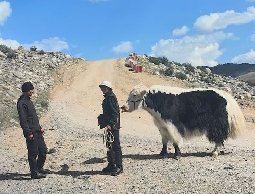 Тоолайлыгның сарлыкчылары малдарын чарыштырарынга белен