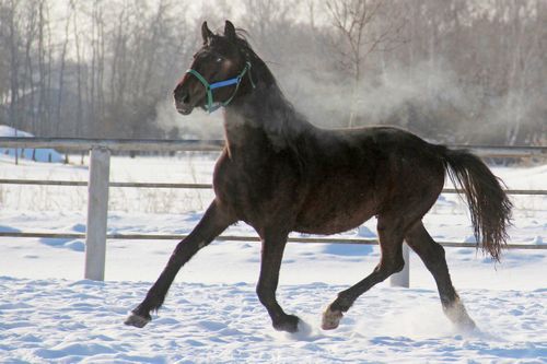 Житель Тувы украл дорогостоящих орловских рысаков, одного из которых забил на мясо