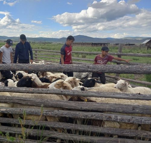 Аржаанчылар чаңгыс дем-биле малын чугдурган
