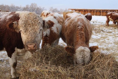 В правительстве Тувы обсудили начало зимовки скота