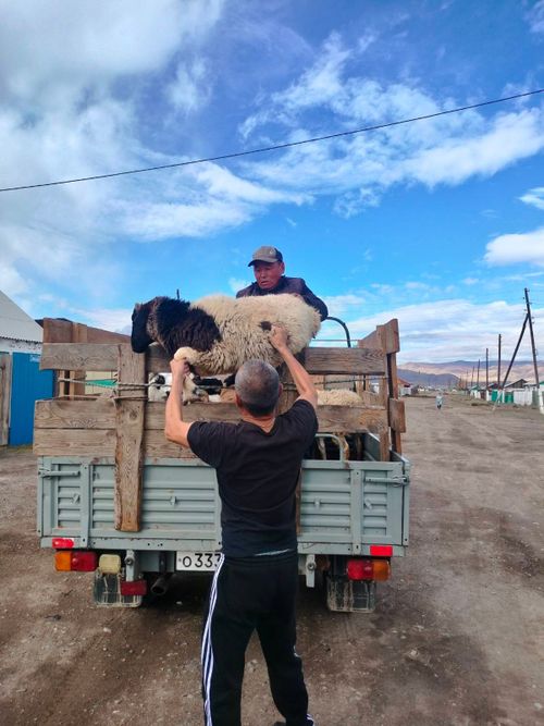 Продолжается передача овец семьям мобилизованных