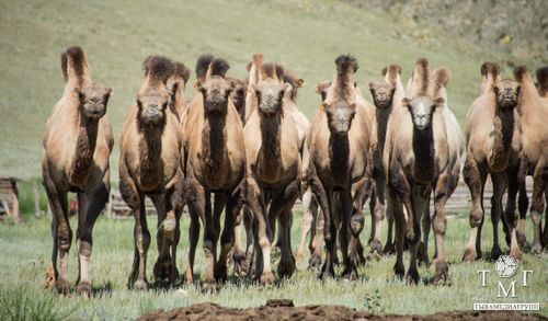 В Туву привезли 20 верблюдов из Калмыкии
