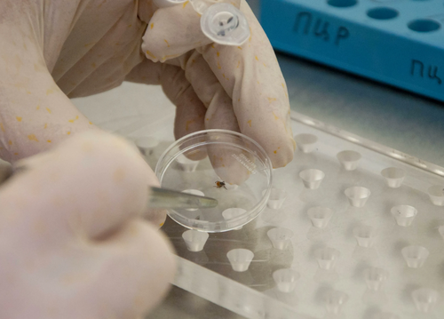 В Туве за неделю зарегистрировано 49 случаев укуса клещей, из них 36 — у детей до 17 лет