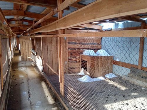 В столице Тувы появится приют для бездомных собак