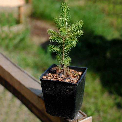 В Туве планируют восстановить 9 700 гектаров леса