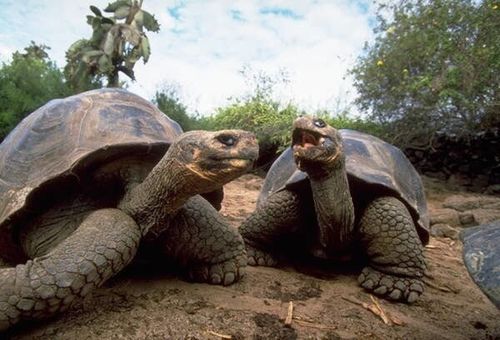 10 занимательных и необычных фактов обо всём на свете