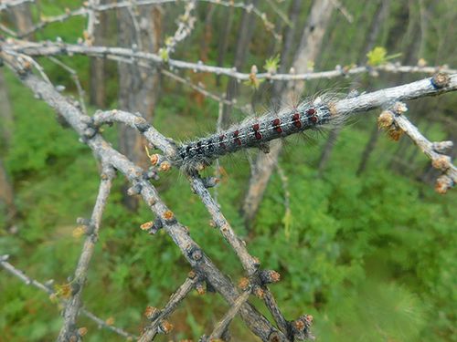 В Туве зафиксировано увеличение очагов непарного шелкопряда