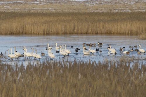 В Туве проводят мониторинг гриппа птиц и ньюкаслской болезни