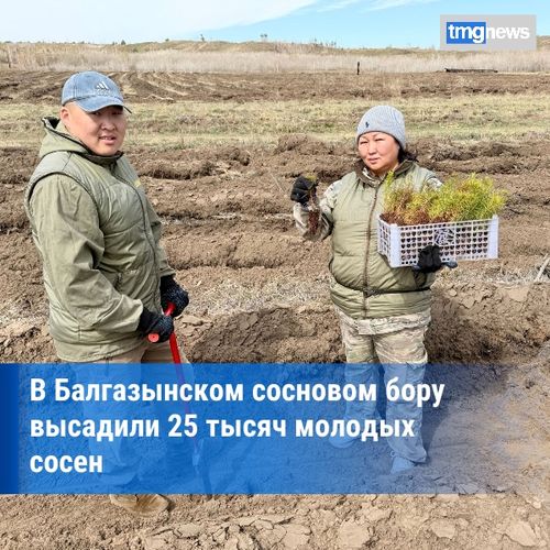 Центр защиты леса Тувы провёл лесовосстановление в Балгазынском сосновом бору