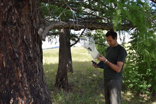 В Туве за сибирским шелкопрядом будут следить с помощью феромонов