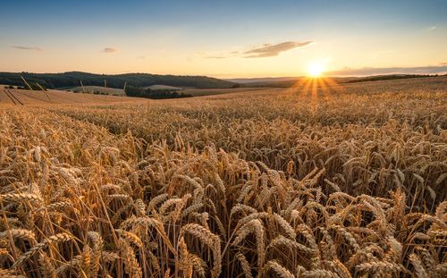 Аграрии Тувы, застраховавшие свои угодья, получат компенсацию