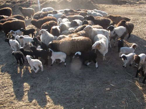 В Туве подвели промежуточные итоги расплодной кампании