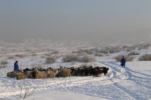 Улуг-Хем кожуунга көдээ ажыл-агыйын сайзырадыр дээш