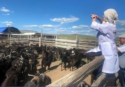 Федералдыг эксперттер чөөктүг тыва өшкүнүң уксаазын бадыткаан