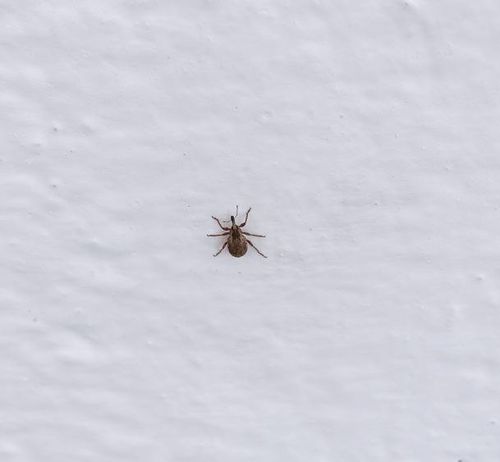 В Туве продолжается сезон активности клещей