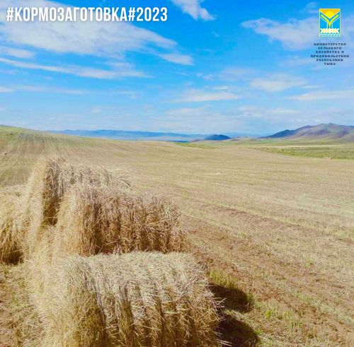 В хозяйствах Тувы полным ходом идёт заготовка кормов