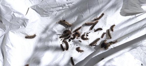 Очаг шелкопряда в Туве увеличивает зону распространения