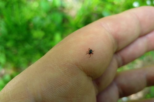 Бо чылын саргы энцефалидинден аараан бирги таварылга Тывада бүрүткеттинген