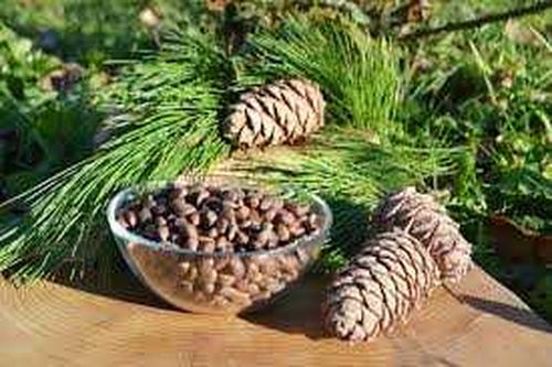 Китай закупил 122,5 тонн кедровых орехов из Тувы