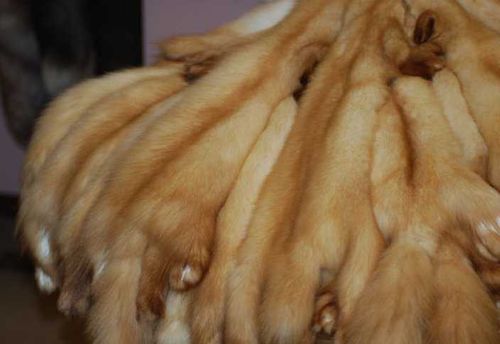 В Туве и Хакасии увеличились объемы вывоза шкурок соболя