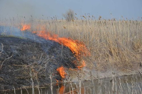 Лесостепной пожар в чаданском лесничестве локализован 