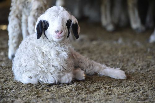 В Овюрском районе Тувы во время окотной компании появились на свет 69 тысяч ягнят 