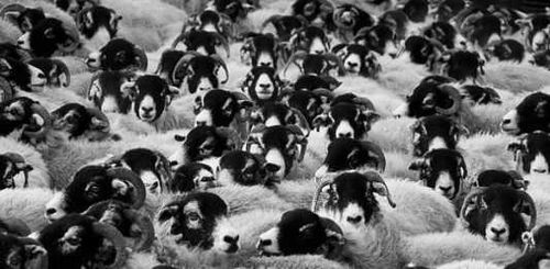 "Строго по плану": в Туве получена половина новорожденных ягнят