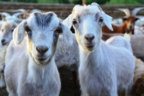 В Туве фермерским хозяйствам будут предоставлять гранты «Агростартап» 