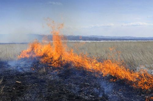 Действующих лесных пожаров на территории Тувы нет. Зарегистрировано 61 степное возгорание 