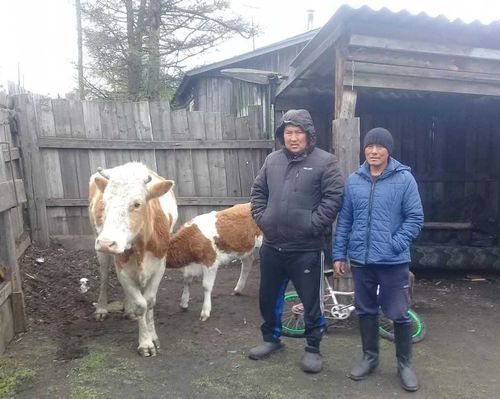 На территории села Дурген Тандинского района Тувы идёт реализация губернаторских проектов «Корова-кормилица» и «Социальный картофель» 