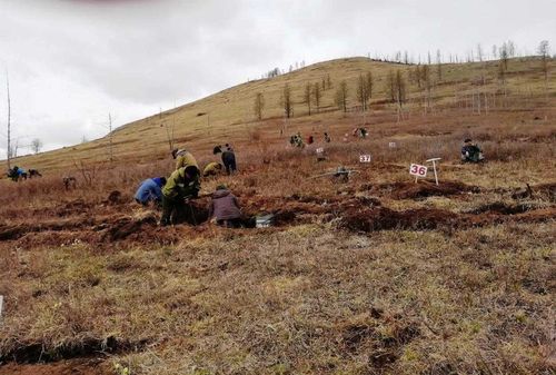 Полсотни саженцев деревьев высадят в Кызыле к Всероссийскому дню посадки леса