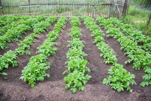 В сёлах и деревнях Тувы появились первые всходы «Социального картофеля»