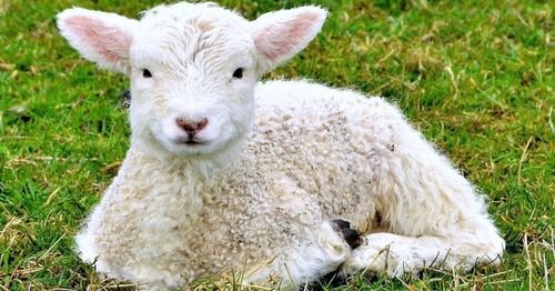 В Туве получили 571 тысячу ягнят и козлят