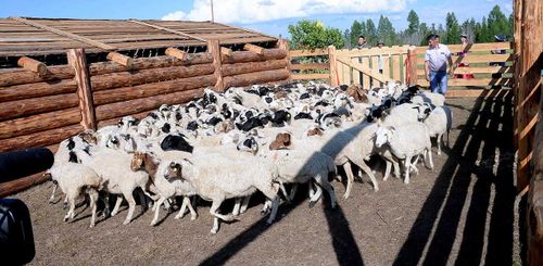 В Тес-Хемском районе завершили строительство домов и кошар по проекту «Кыштаг для молодой семьи» 