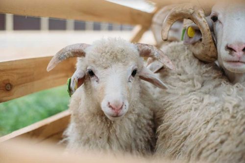 Тува принимает участие в XVI Сибирско-Дальневосточной межрегиональной выставке племенных овец и коз
