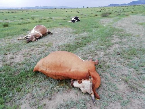 В Сут-Хольском районе молния убила трёх коров 