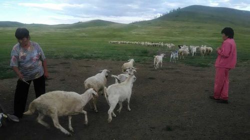 В селе Арыскан идёт передача двухсот овец следующим участникам губернаторского проекта «Кыштаг для молодой семьи» 
