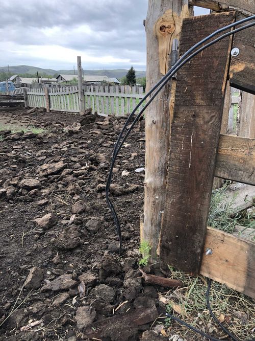 Двух коров убило током из-за незаконного подключения к электросетям 