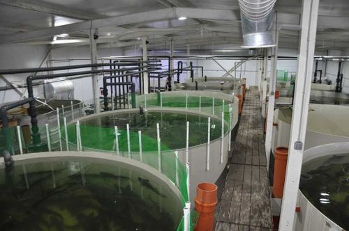 В Туве объявлен конкурс на получение господдержки для создания и развития рыбоводных хозяйств 