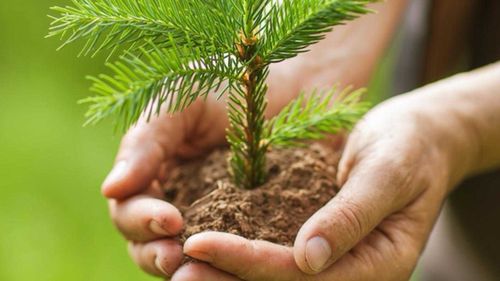 В Туве в этом году искусственное лесовосстановление провели на площади 494 гектара 