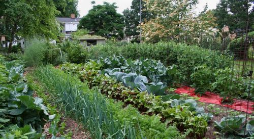 В Кызыле стартовал ежегодный конкурс «Удачный дачник» среди садоводов левобережных, правобережных дачных обществ и Вавилинского затона 