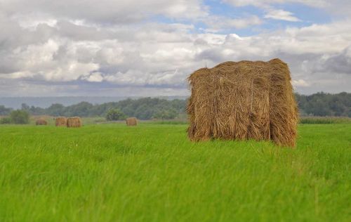 В Чаа-Хольском районе приступили к кормозаготовке 