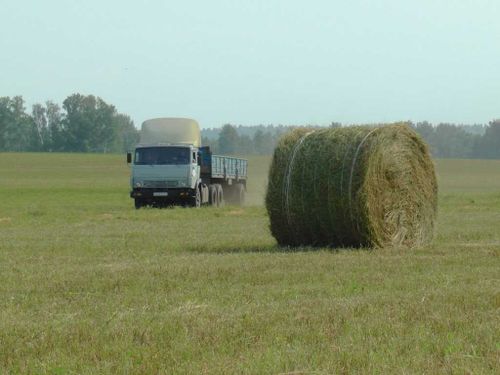 В Туве заготовили 3957 тонн сена 